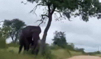 Elephant closes the road