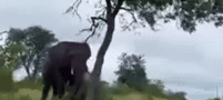 Elephant closes the road