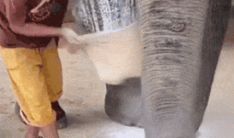 Elephant prostheses