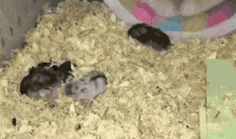 Teaching the children