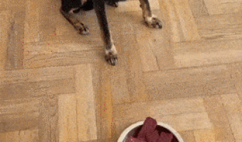 Teaching the Dog what not to eat