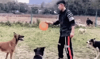 Training Dog and Frisbee