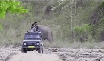 It was just an elephant joke