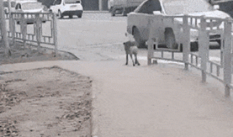 Waiting to cross the street