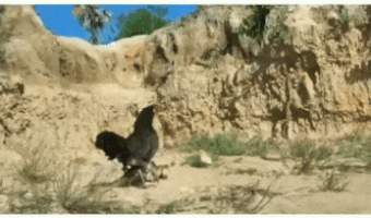 This hen defending her young