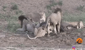This Buffalo does have a story to tell about how he survived