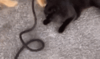 This dog knew what he was doing