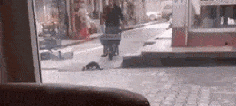 This guy waits patiently for the cat to finish drinking water