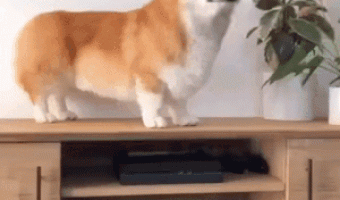 Every corgi’s dream