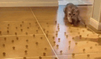 Excellent Spacial Dexterity of Cats