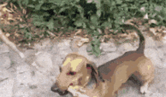 The dog finally made it