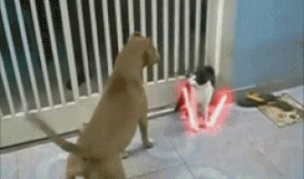 Battle of Star Wars with cat and dogs