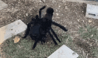 Hen in spider costume