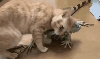 Cat loves his dragon