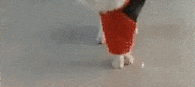 Cat learning to walk like Geisha