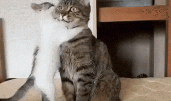 Cat regretting having a child