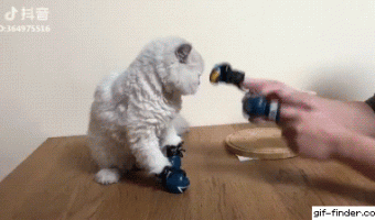 Boxer cat