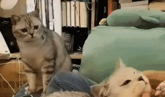 Jealous cat