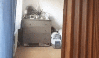 Cat running in curve vs man