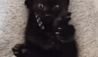 Cat discovers that he has more than one leg