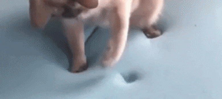 Cat in foam rubber
