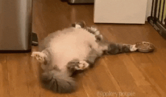 Lazy cat