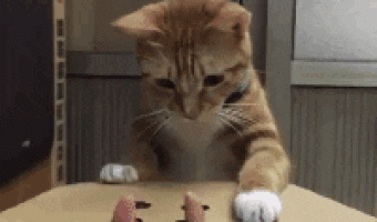 Cat playing with box