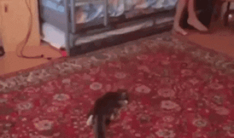 Cat playing soccer
