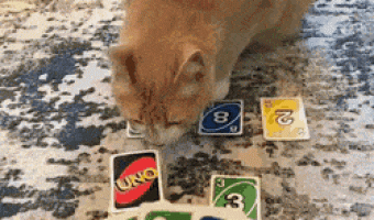 Cat playing Uno