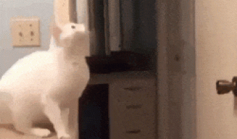 Cat Jumping to Door