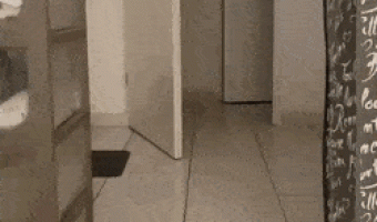 Cat Jumping Paper Towel