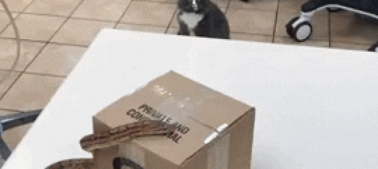Cat sees a snake for the first time