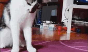 Cat vs Toy
