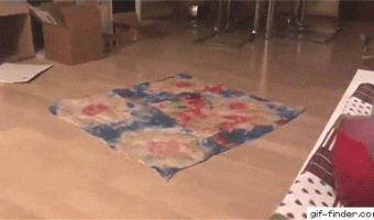 Cat and Carpet