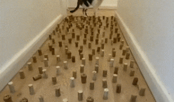 Cat and Corks