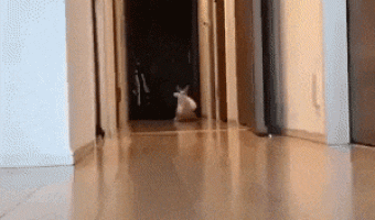 Cat and Teddy