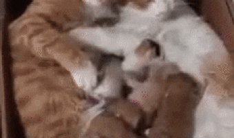 Cats in love and their children