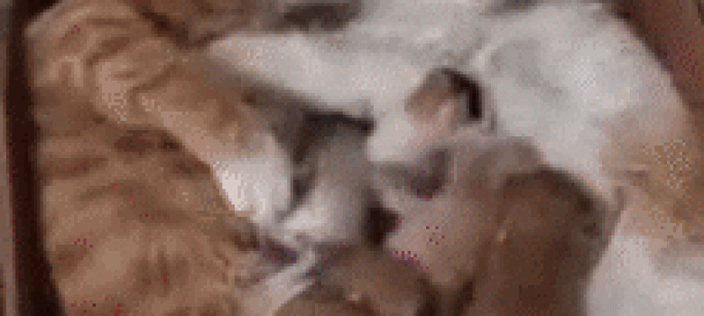 Cats in love and their children