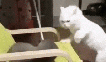 Rude Cats