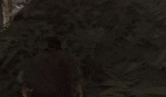 Ghost of Tsushima Bandit Camp Ambush