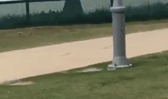 Catch the dog at the right time