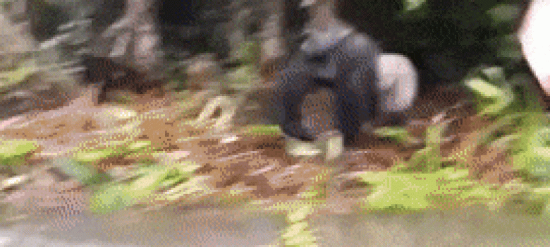 Gorilla prank