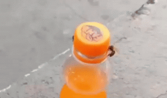 Two bees opening a Fanta Soda