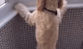 Happy dog ​​waiting for human