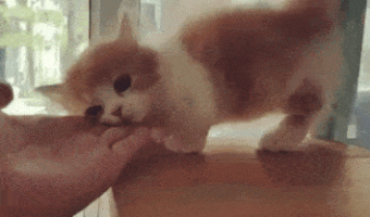 Beatiful Kitty