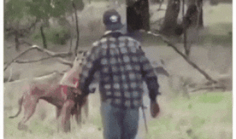 Man saves his kangaroo dog