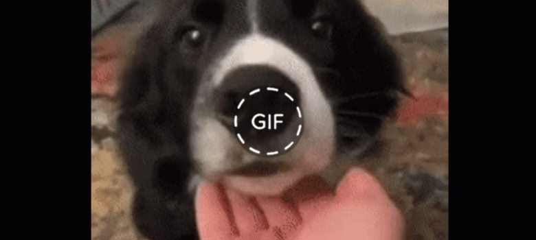 Both puppers are equally wholesome