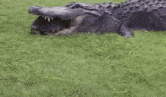 Today there is no food for you