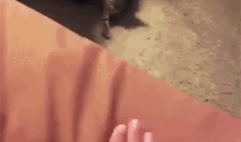 Human, come to me!