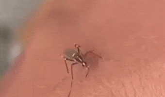 Mosquito lost its edge